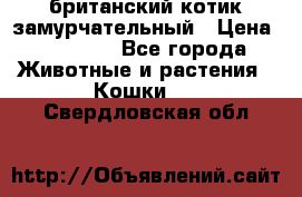 британский котик замурчательный › Цена ­ 12 000 - Все города Животные и растения » Кошки   . Свердловская обл.
